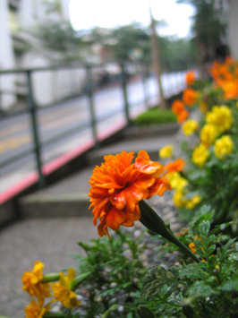 flower-pic