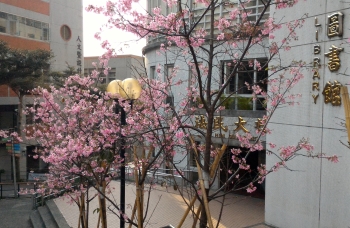 圖為龍華科大圖書館前富士櫻花綻放，粉嫩花影搖曳生姿。