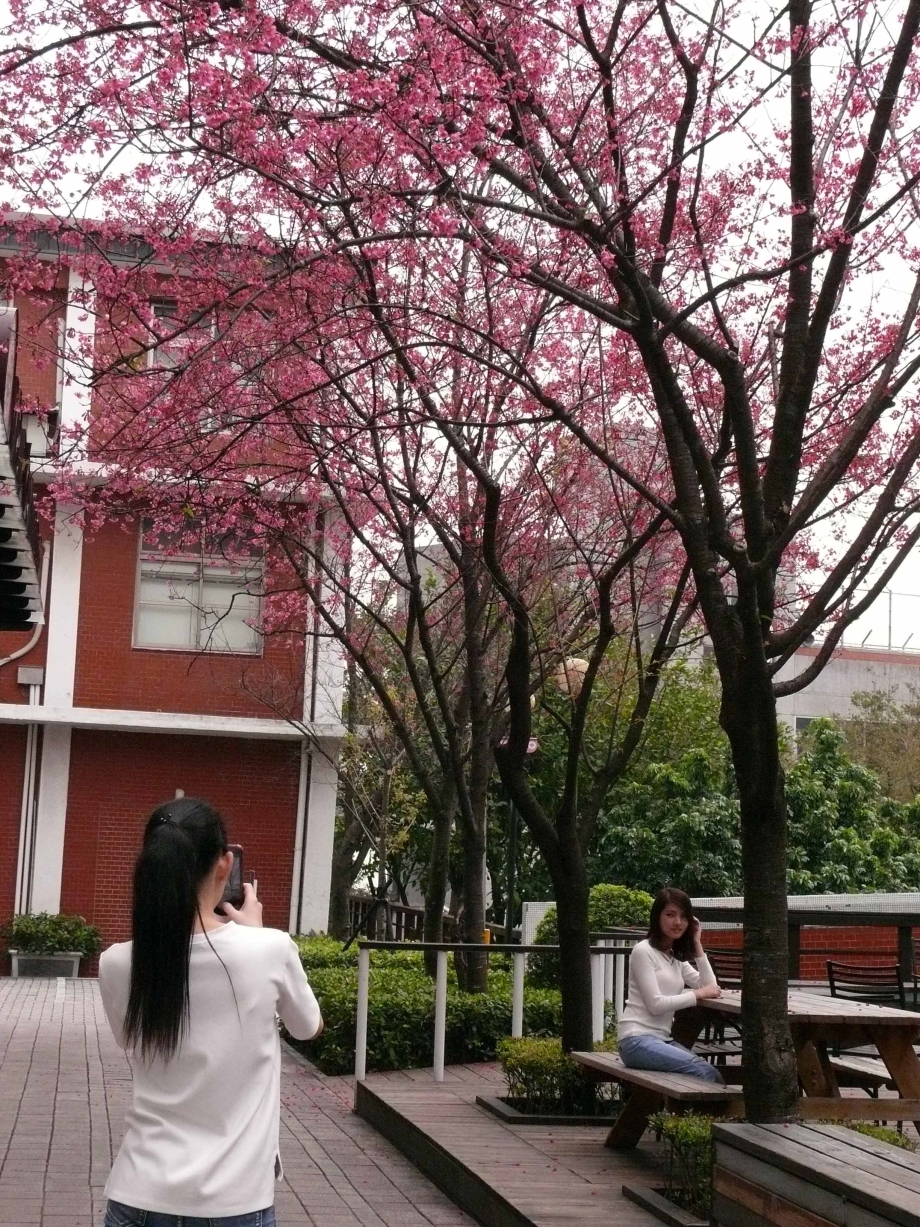 圖為龍華科大校園櫻花綻放，吸引許多師生駐足欣賞，並留下美麗倩影。