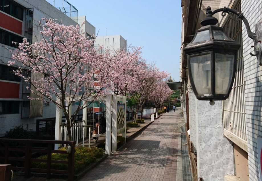 圖為龍華科大電子、機械系館旁櫻木花道，成排櫻花盛開。