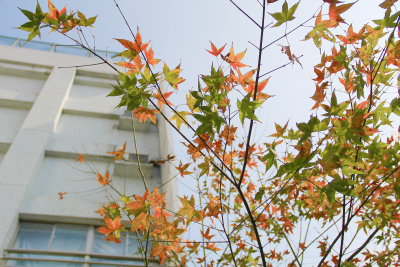Maple leaf scenery in school