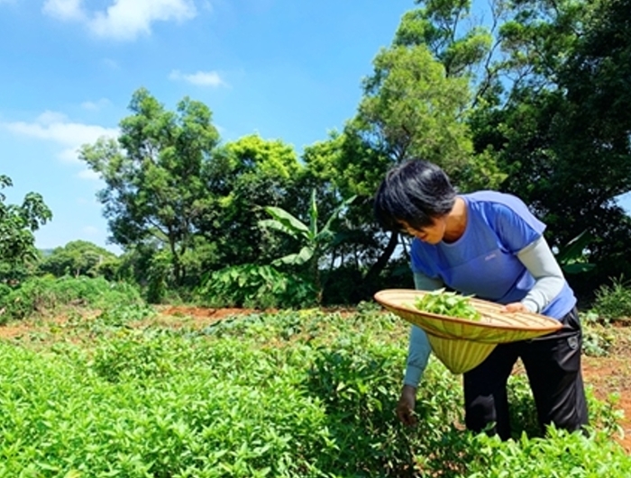三洽水環教中心人員於友善生態環境中進行農作示範。