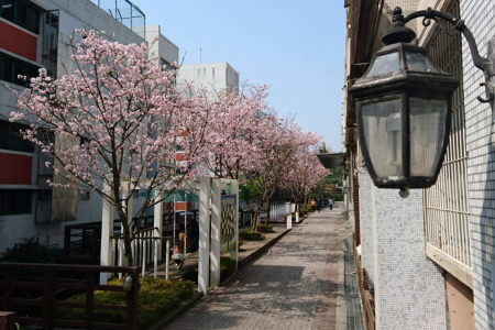 圖為龍華科大電子、機械系館旁櫻木花道，成排櫻花盛開。