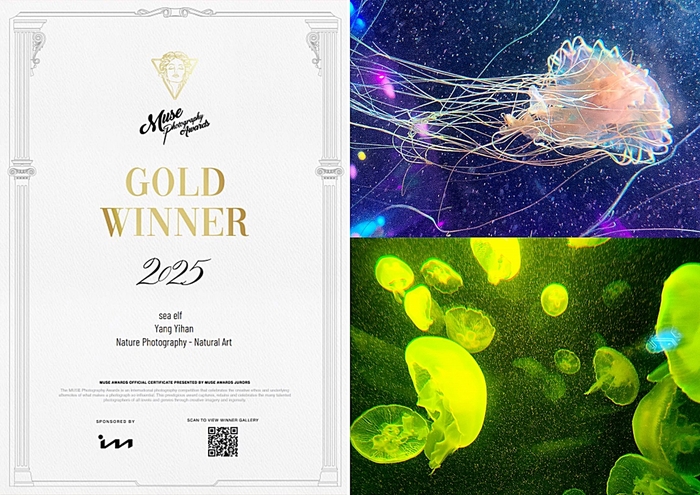 Sea Elf, Yang Yi-Han’s jellyfish photographs won the Gold Awards of 2025 Muse Photography Awards.